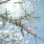 Occhio al Giardino — Febbraio / Gennaio