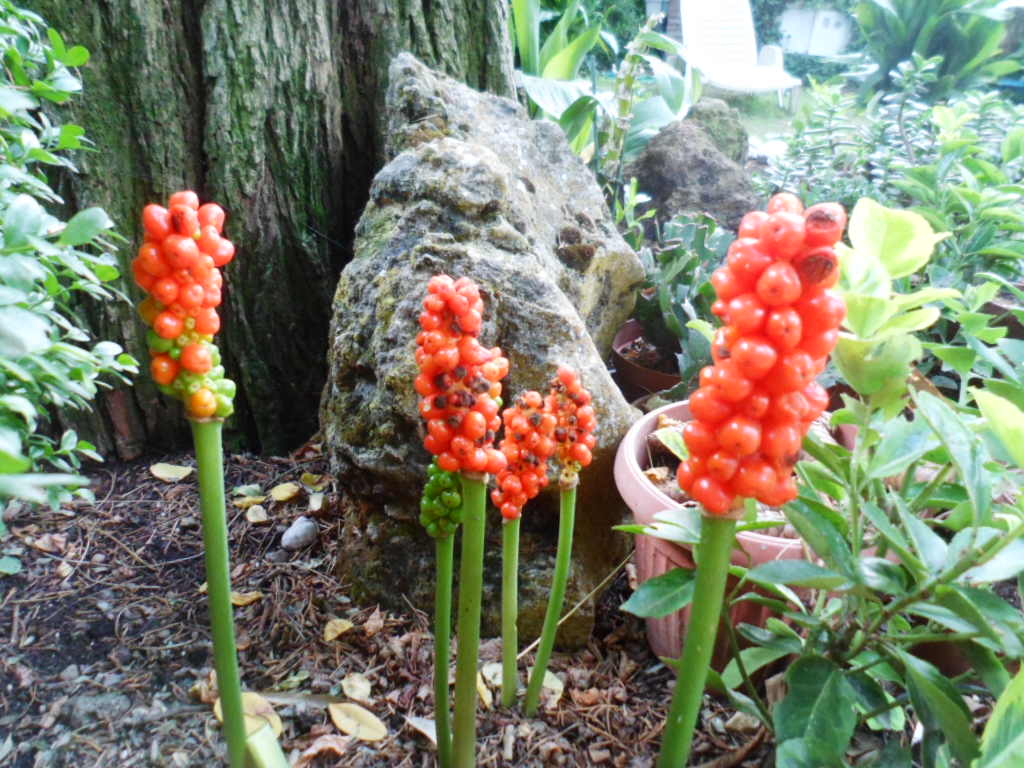 Il Fiore del mese Luglio e Agosto