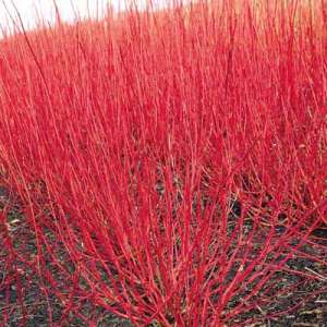 I colori del giardino Gennaio e Febbraio