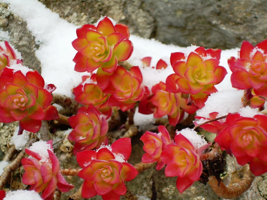 Giardino e terrazzo di Gennaio e Febbraio