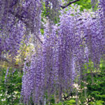 Occhio al Giardino — Maggio