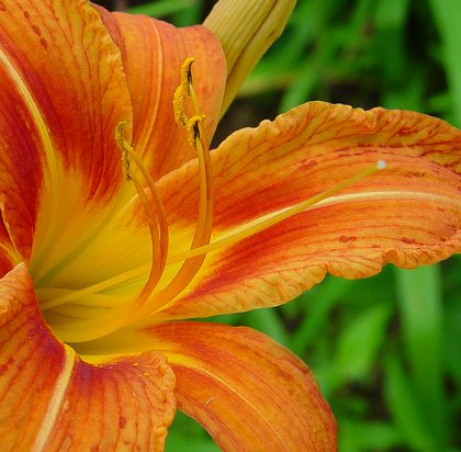 I colori del giardino Luglio e Agosto