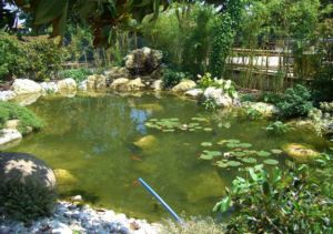 Laghetto e giardino roccioso di Luglio e Agosto