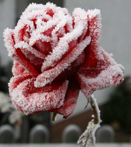 Rose di Gennaio e Febbraio