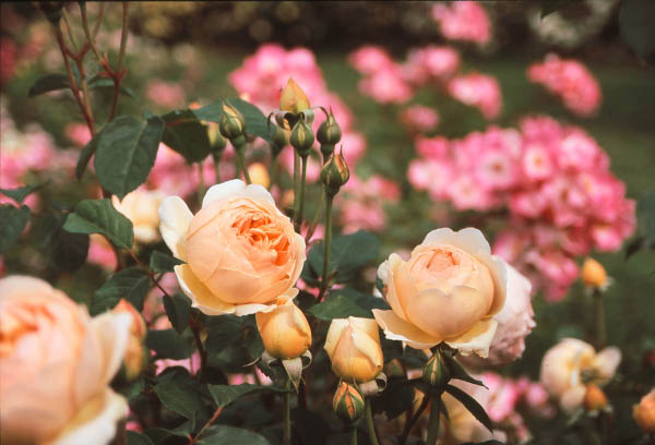 Rose di Luglio e Agosto