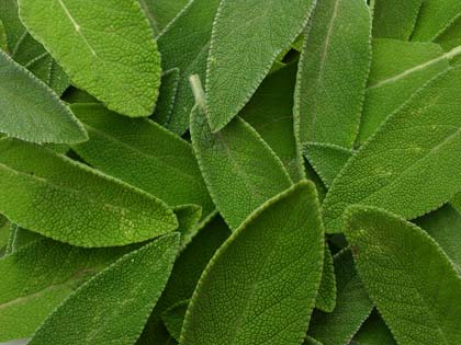 Le aromatiche di Gennaio e Febbraio