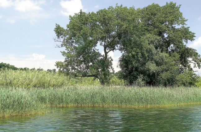 Lago di Bolsena “sei un essere speciale”, “avremo cura di te” - Uncategorized