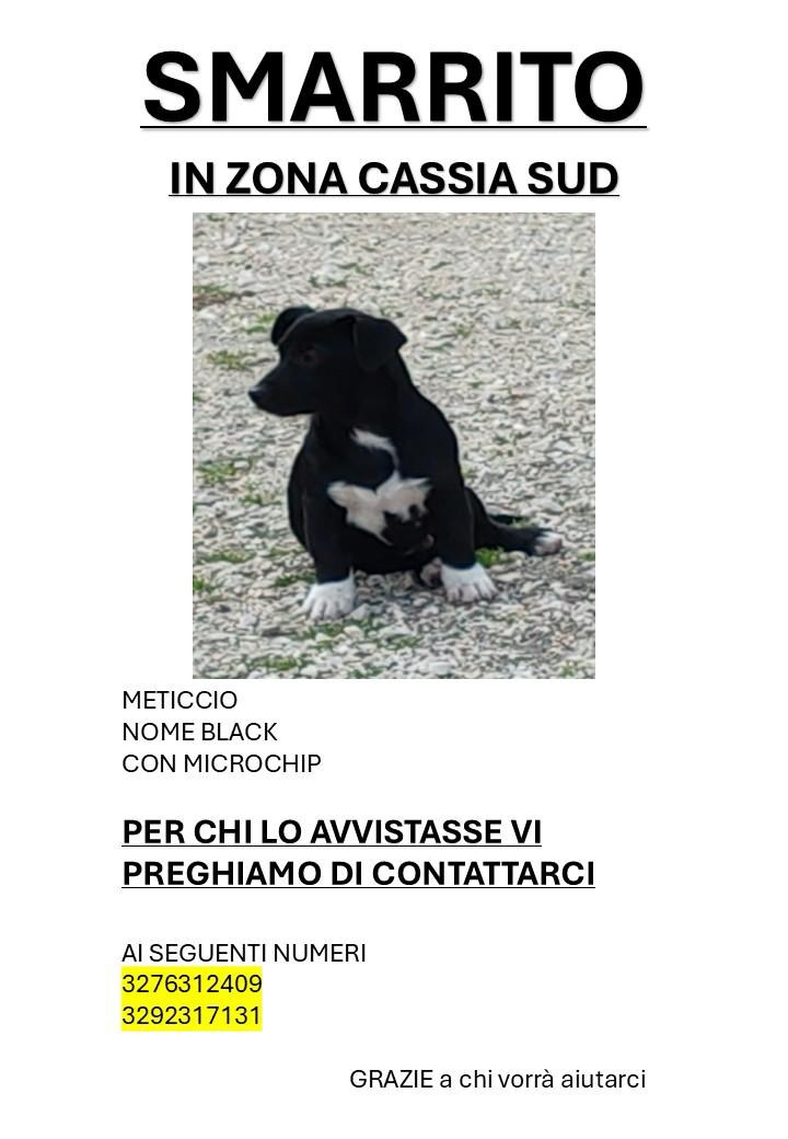 Viterbo: cane smarrito in zona Cassia Sud - Uncategorized
