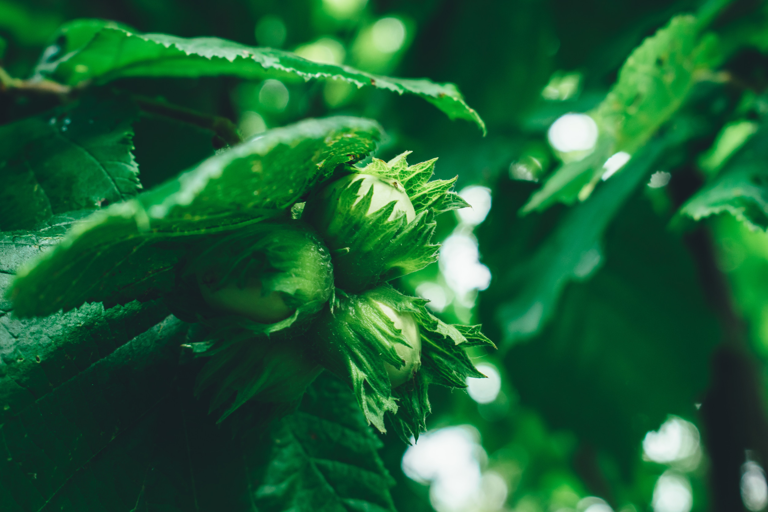 Tuscia: se l'extravergine non festeggia, le nocciole non sorridono - Uncategorized