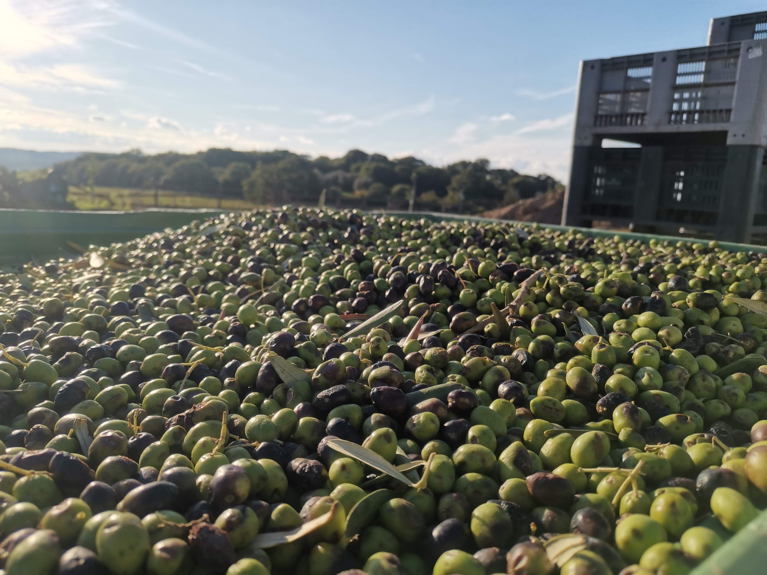 Tuscia, stagione olivicola alle porte - Uncategorized
