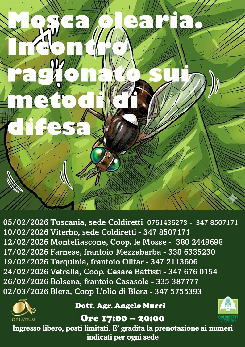 Mosca olearia. OP Latium: incontri ragionati sui metodi di difesa - Uncategorized