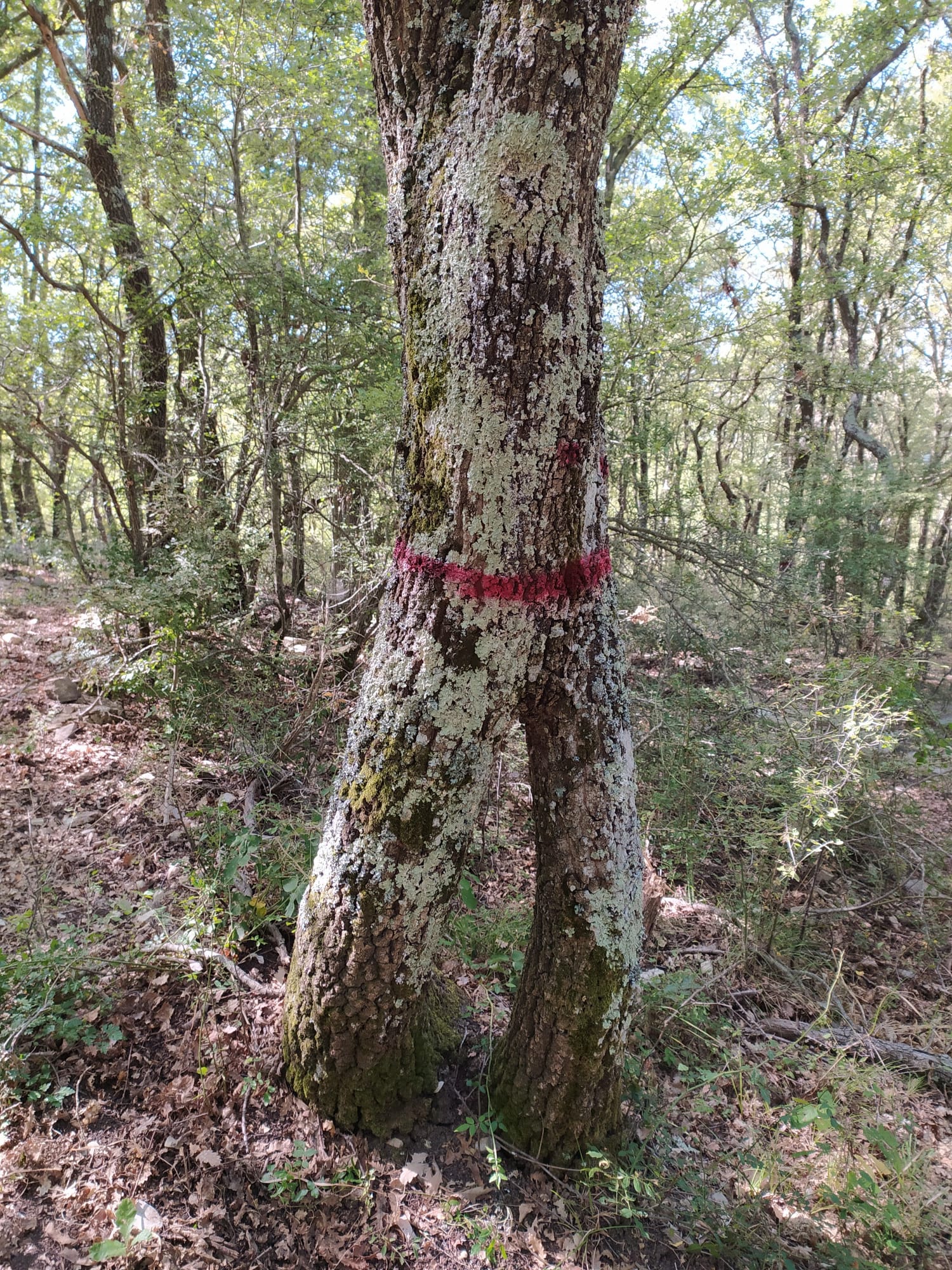 La Palanzana NON è "la montagna dei viterbesi" - Uncategorized