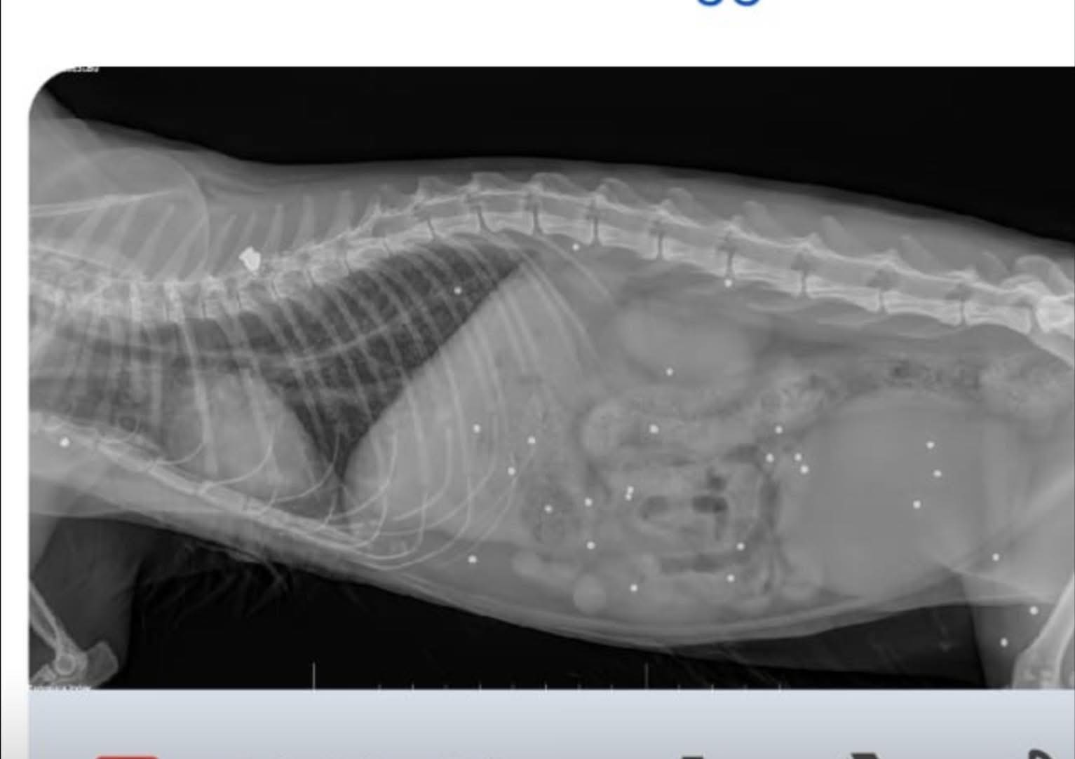 Un gatto morto e due gravemente feriti: Luca Profili chiede di fare luce sui fatti di Vetriolo - Uncategorized