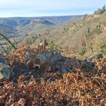 Bagnoregio: taglio abusivo di bosco ceduo, due denunciati - Uncategorized
