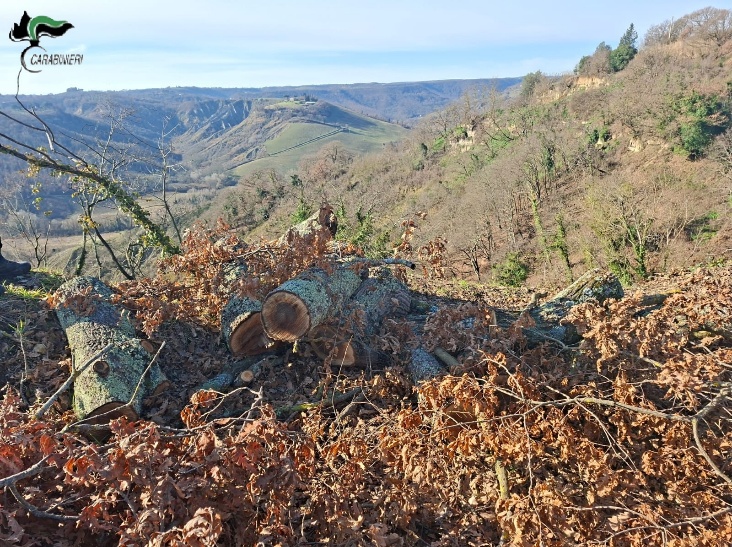 Bagnoregio: taglio abusivo di bosco ceduo, due denunciati - Uncategorized
