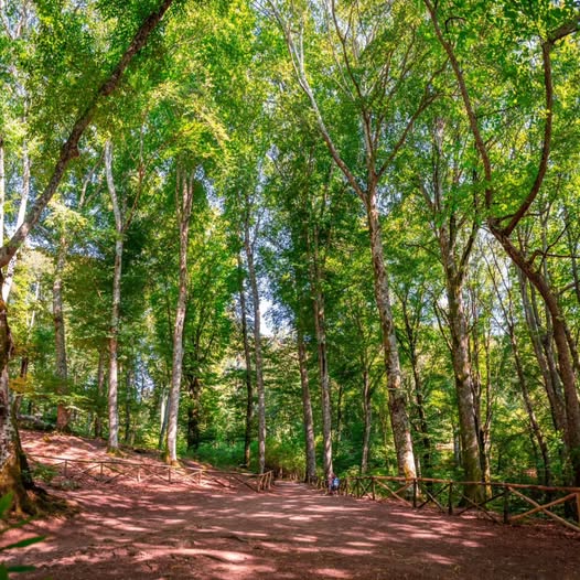 Riaperta la Faggeta del Monte Cimino: ripristinate le condizioni di sicurezza - Uncategorized