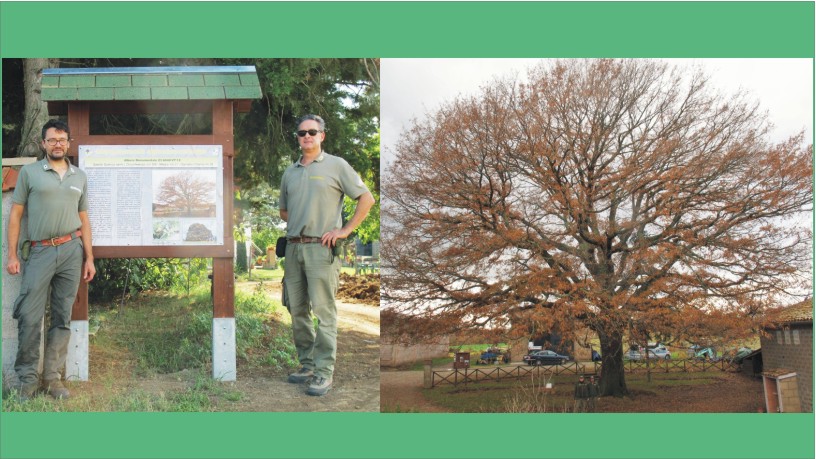 Ferragosto indimenticabile per il patrimonio arboreo aquesiano - Uncategorized